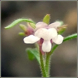 Small Toadfax, Chaenorhinum minus, Buafl�on minus