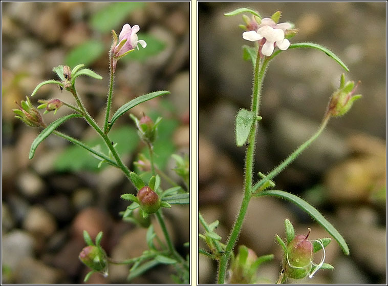 Small Toadfax, Chaenorhinum minus, Buafl�on minus