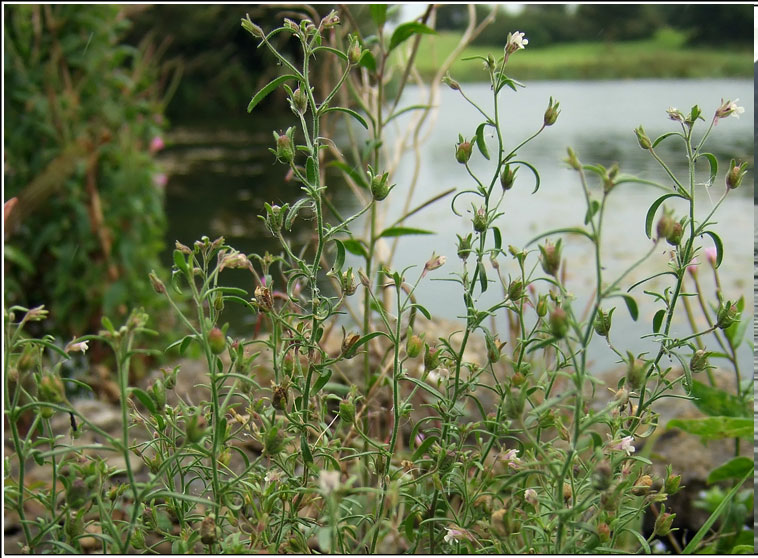 Small Toadfax, Chaenorhinum minus, Buafl�on minus