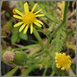 Sticky Groundsel, Senecio viscosus, Gr�nlas greamaitheach