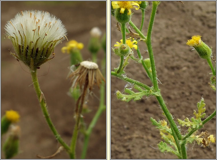Sticky Groundsel, Senecio viscosus, Gr�nlas greamaitheach