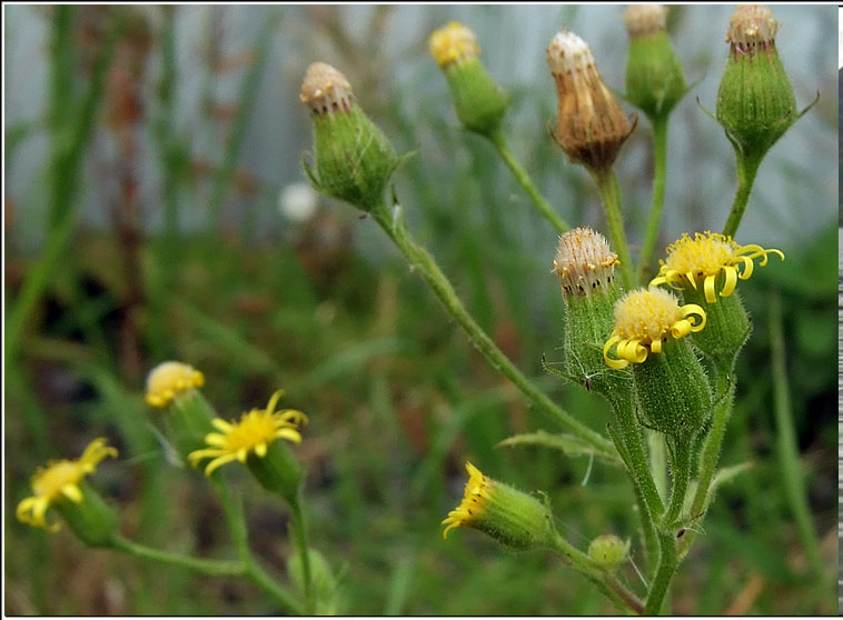 Sticky Groundsel, Senecio viscosus, Gr�nlas greamaitheach