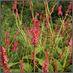 Red Bistort, Persicaria amplexicaulis, St�inse dearg
