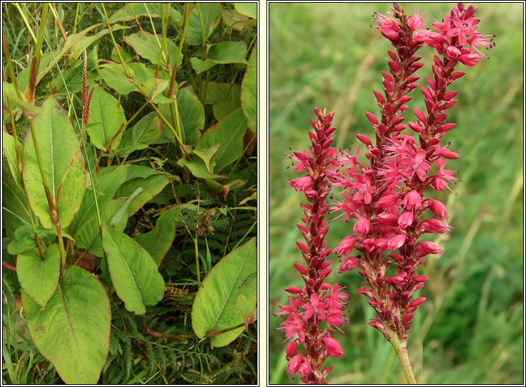 Red Bistort, Persicaria amplexicaulis, St�inse dearg