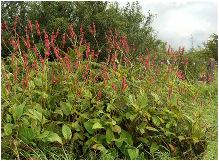 Red Bistort, Persicaria amplexicaulis, St�inse dearg