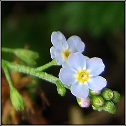 Myosotis x suzae, Tufted Forget-me-not x Water Forget-me-not