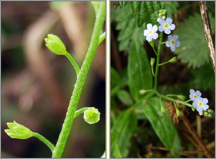 Myosotis x suzae, Tufted Forget-me-not x Water Forget-me-not