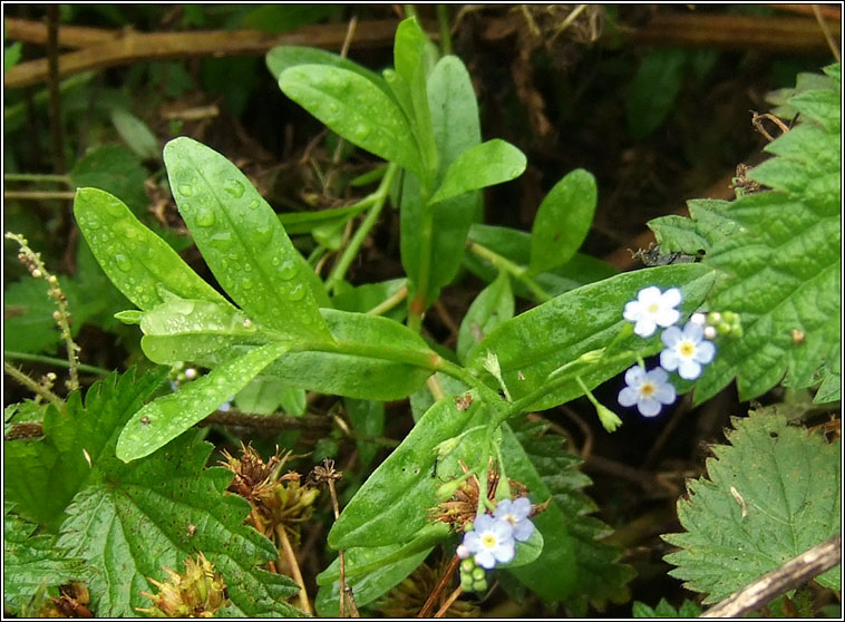 Myosotis x suzae, Tufted Forget-me-not x Water Forget-me-not