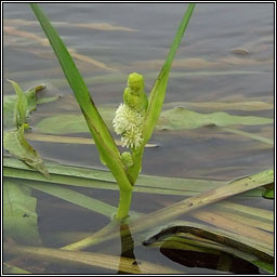 Unbranched Bur-reed, Sparganium emersum, R�sheisc lom