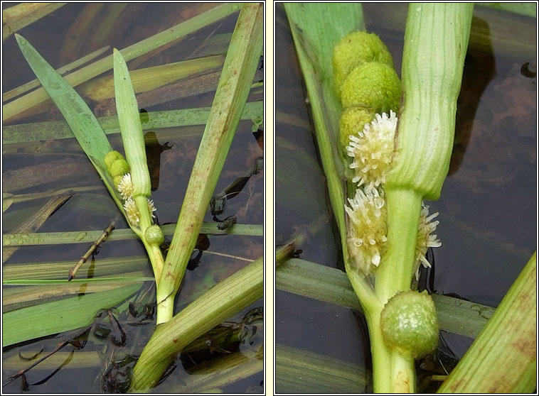 Unbranched Bur-reed, Sparganium emersum, R�sheisc lom