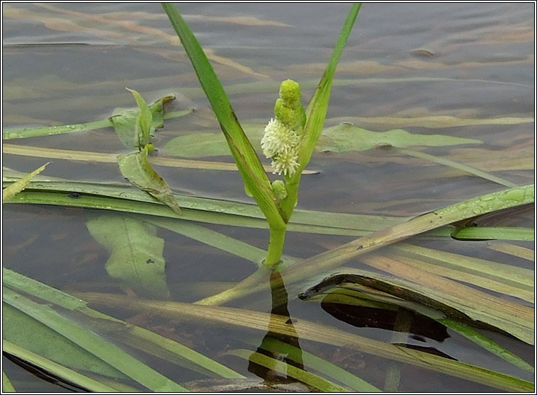 Unbranched Bur-reed, Sparganium emersum, R�sheisc lom
