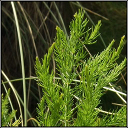 Wild Asparagus, Asparagus prostratus, Lus s�gach