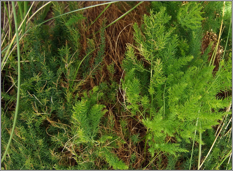 Wild Asparagus, Asparagus prostratus, Lus s�gach