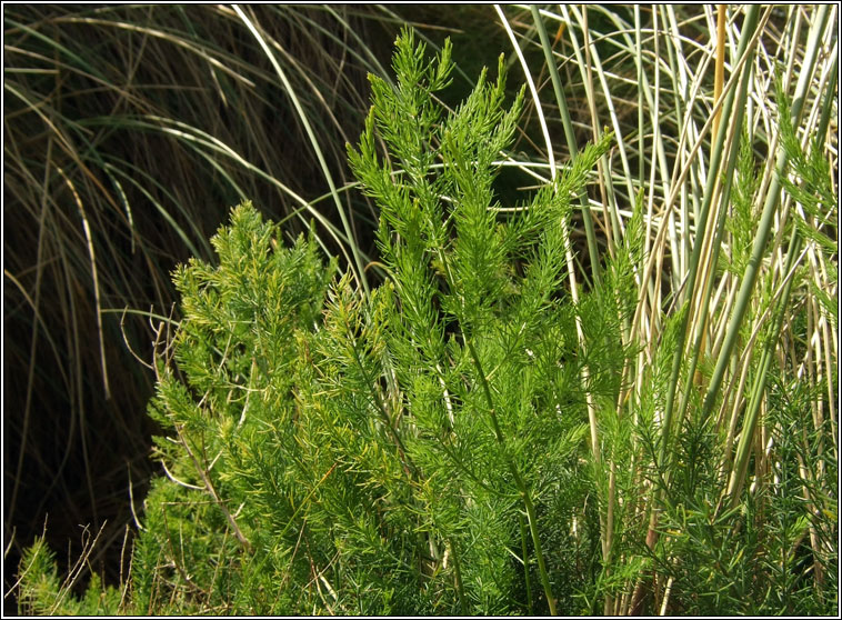 Wild Asparagus, Asparagus prostratus, Lus s�gach