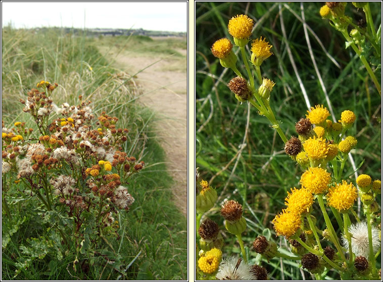 Ragwort, Jacobaea vulgaris subsp dunensis