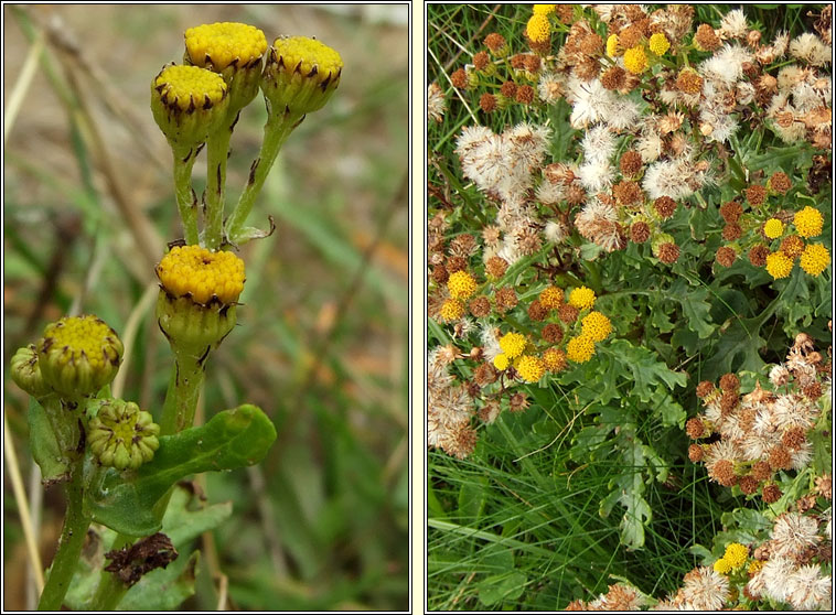 Ragwort, Jacobaea vulgaris subsp dunensis