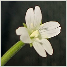 Pale Willowherb, Epilobium roseum, Saileach�n gasach