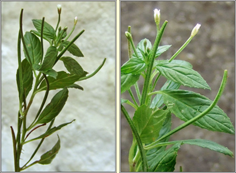 Pale Willowherb, Epilobium roseum, Saileach�n gasach
