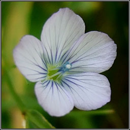 Pale Flax, Linum bienne, L�on beag