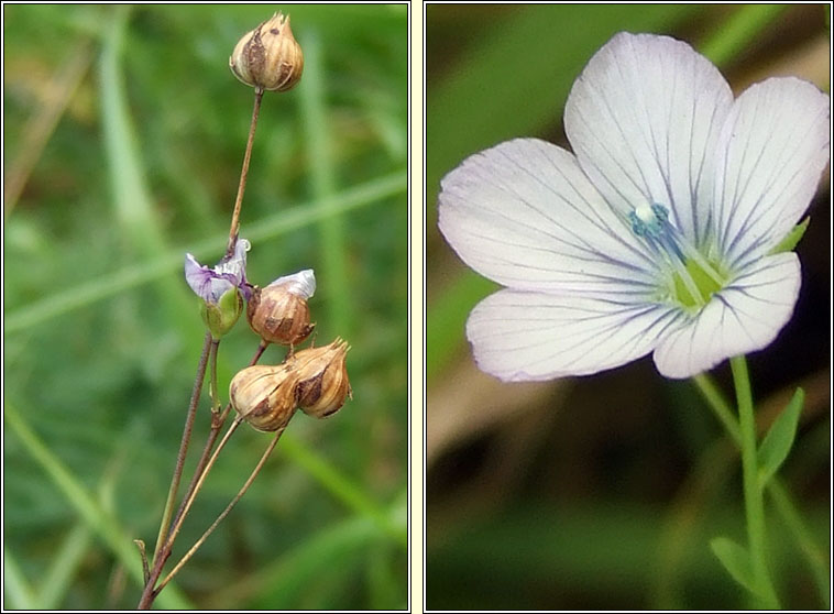Pale Flax, Linum bienne, L�on beag