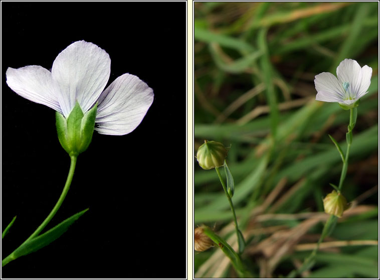Pale Flax, Linum bienne, L�on beag