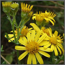 Hoary Ragwort, Senecio erucifolius, Buachal�n liath