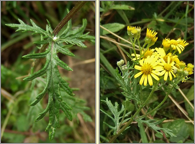 Hoary Ragwort, Senecio erucifolius, Buachal�n liath