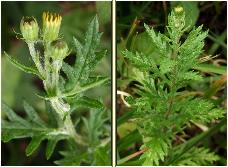 Hoary Ragwort, Senecio erucifolius, Buachal�n liath