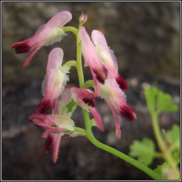 Purple Ramping-fumitory, Fumaria purpurea, Cam�n searraigh corcra