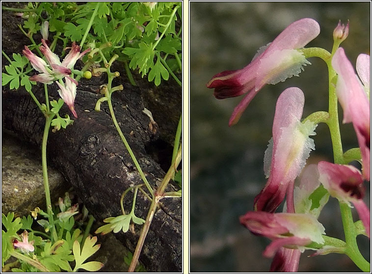 Purple Ramping-fumitory, Fumaria purpurea, Cam�n searraigh corcra