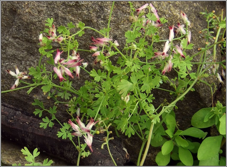 Purple Ramping-fumitory, Fumaria purpurea, Cam�n searraigh corcra