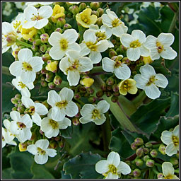 Sea-kale, Crambe maritima, Praiseach thr�
