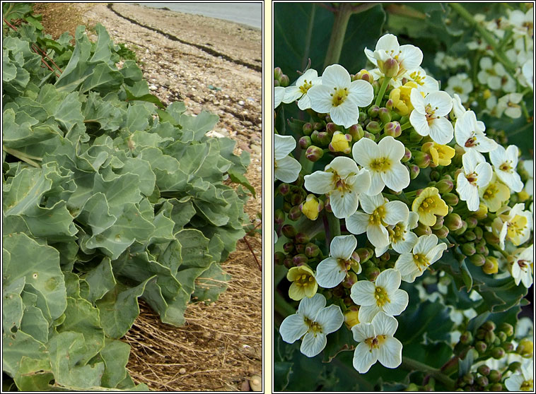 Sea-kale, Crambe maritima, Praiseach thr�