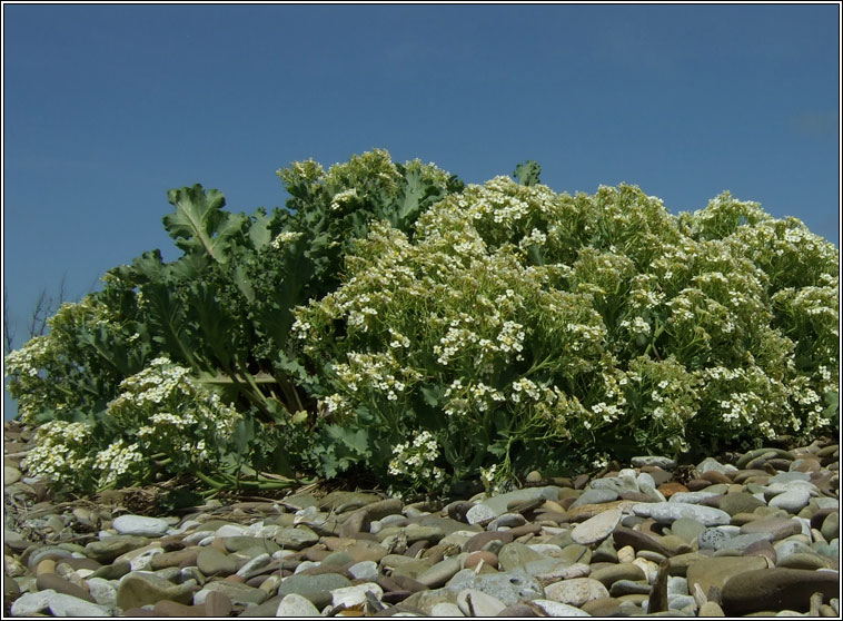 Sea-kale, Crambe maritima, Praiseach thr�
