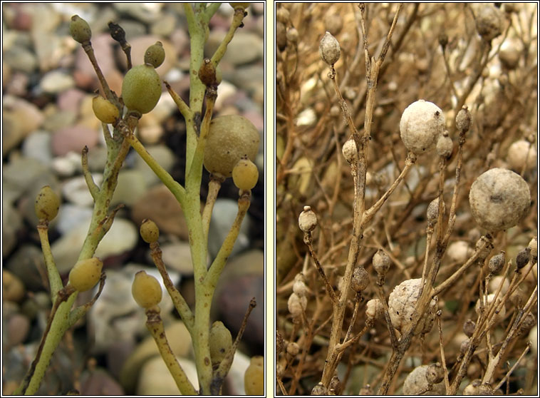 Sea-kale, Crambe maritima, Praiseach thr�