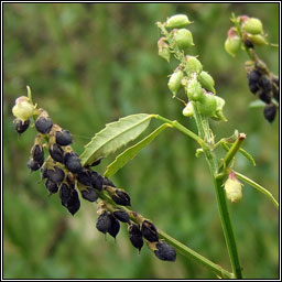 Tall Melilot, Melilotus altissimus, Cr�ib�n cait m�r