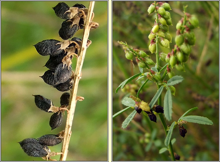 Tall Melilot, Melilotus altissimus, Cr�ib�n cait m�r