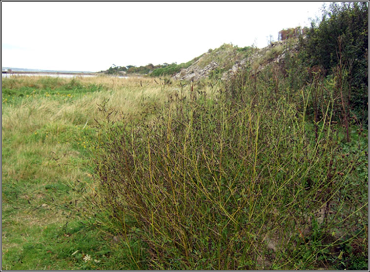 Tall Melilot, Melilotus altissimus, Cr�ib�n cait m�r