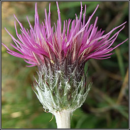 Meadow Thistle, Cirsium dissectum, Feochad�n m�na