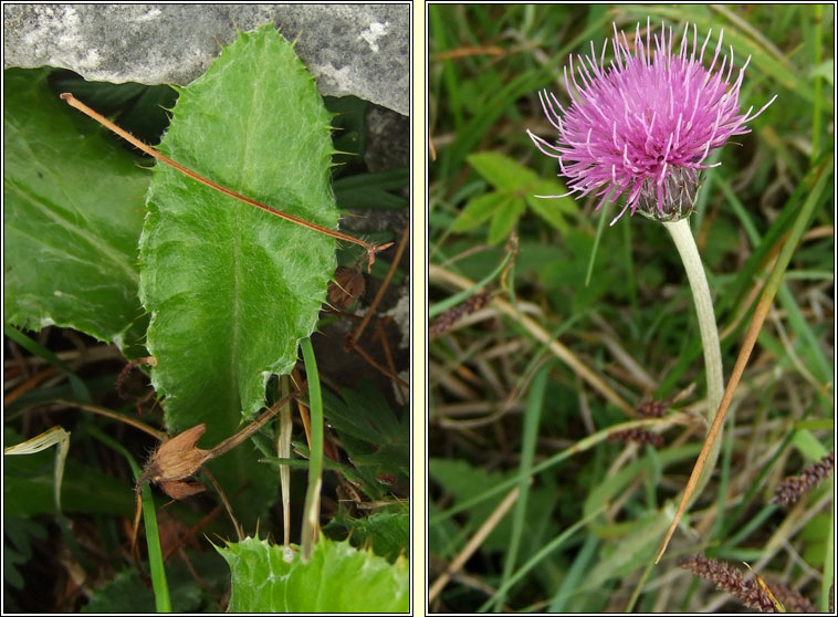 Meadow Thistle, Cirsium dissectum, Feochad�n m�na