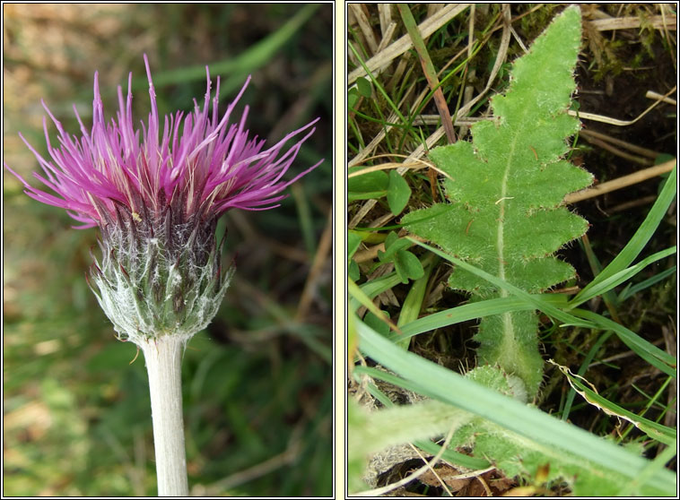 Meadow Thistle, Cirsium dissectum, Feochad�n m�na