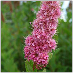 Confused Bridewort, Spiraea x pseudosalicifolia
