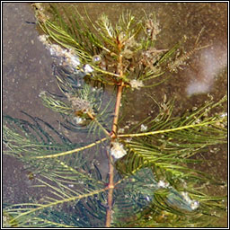 Spiked Water-milfoil, Myriophyllum spicatum, L�on�nach
