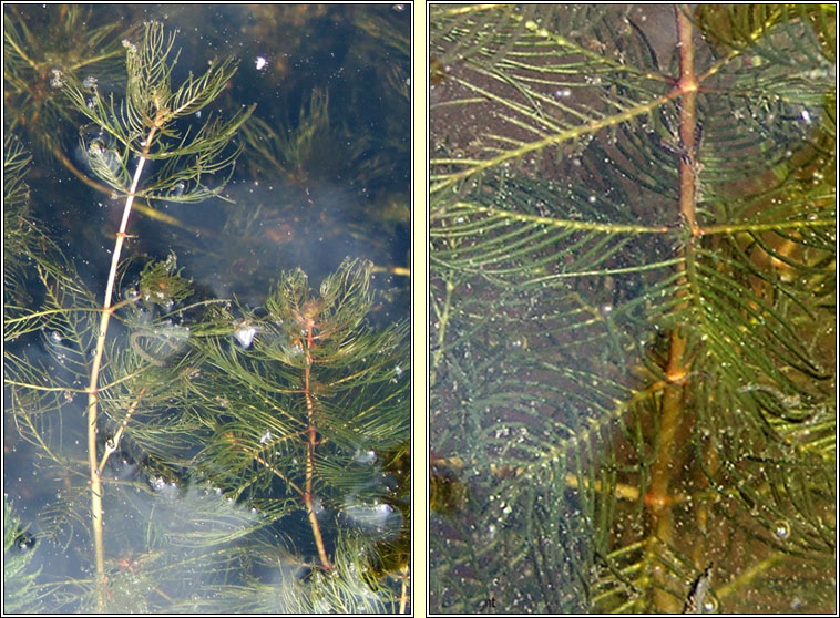 Spiked Water-milfoil, Myriophyllum spicatum, L�on�nach