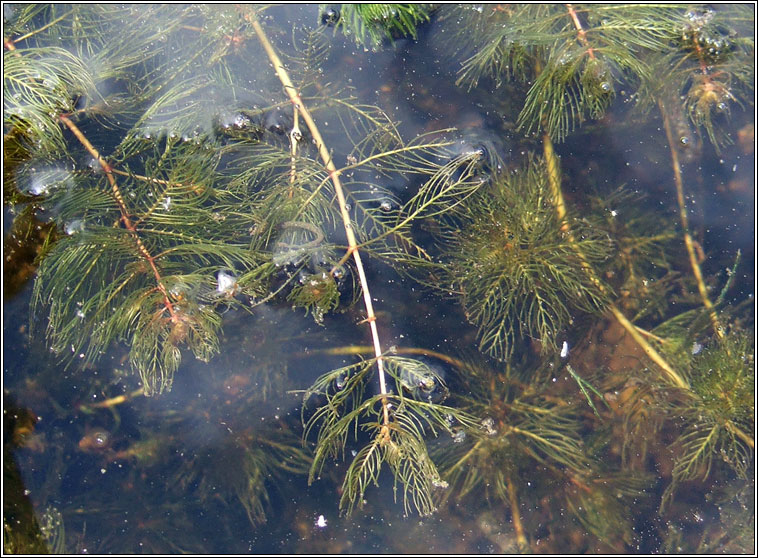 Spiked Water-milfoil, Myriophyllum spicatum, L�on�nach