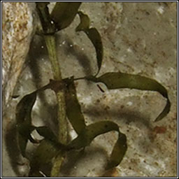Nuttall's Waterweed, Elodea nuttallii, T�m uisce chaol