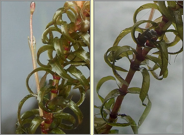 Nuttall's Waterweed, Elodea nuttallii, T�m uisce chaol