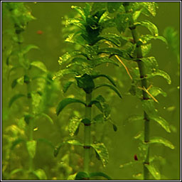 Canadian Waterweed, Elodea canadensis, T�m uisce