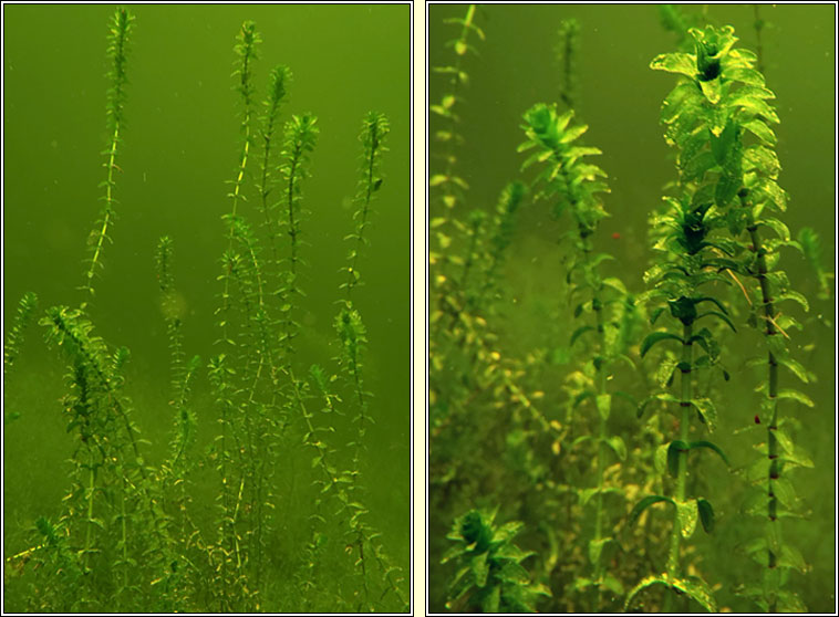 Canadian Waterweed, Elodea canadensis, T�m uisce