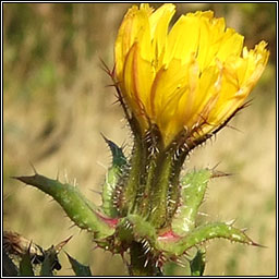 Bristly Ox-tongue, Helminthotheca echioides, Teanga bh� gharbh